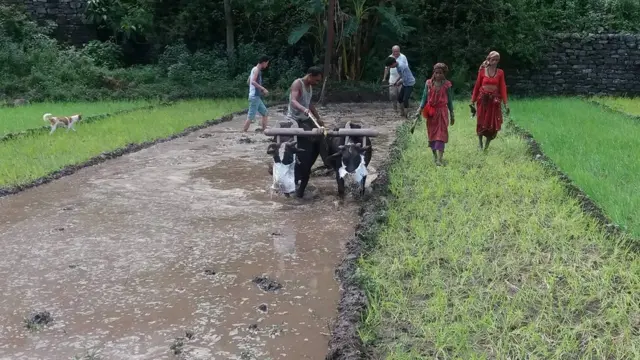 हिलाम्मे