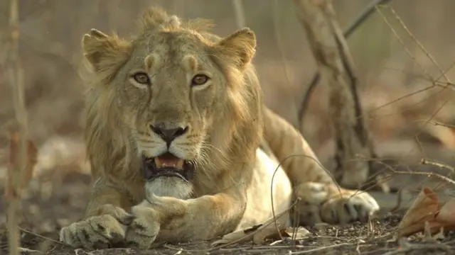 ગીરના સિંહની તસવીર