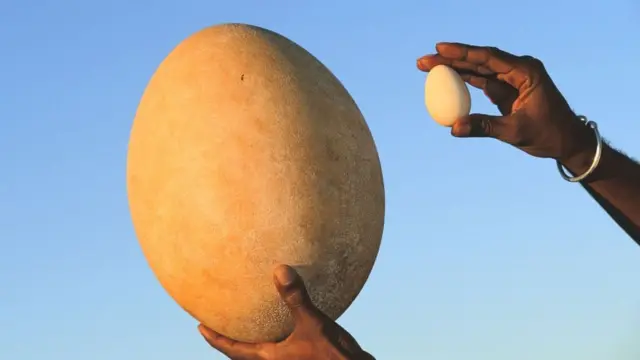 Яйце слонового птаха