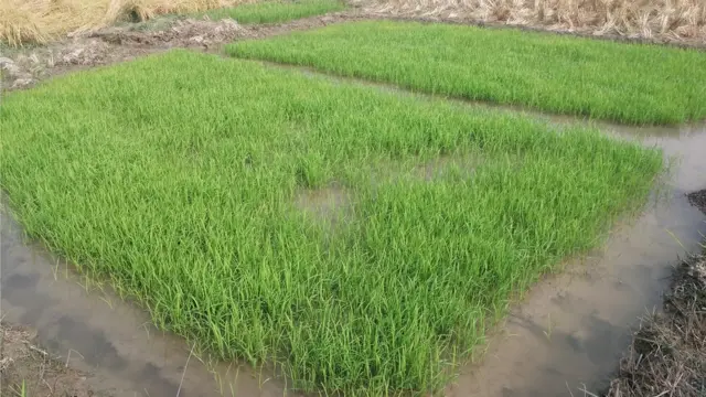 পরীক্ষামূলক ধানের চাষ