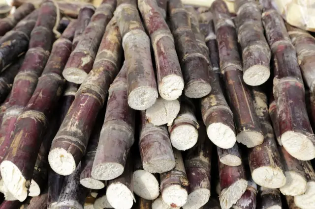 શેરડીની તસવીર