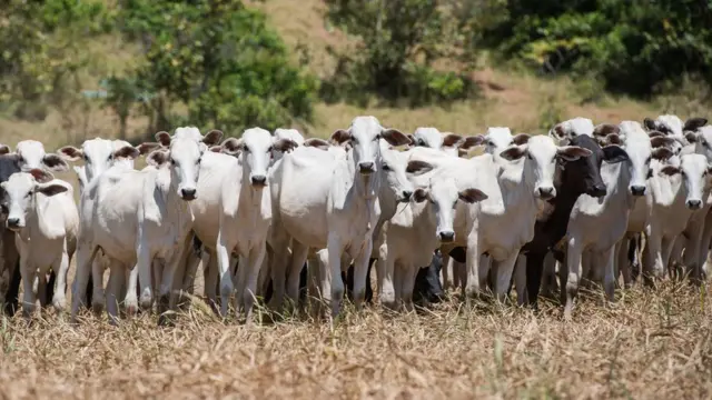 Gado bovinoganhar aposta gratispasto seco