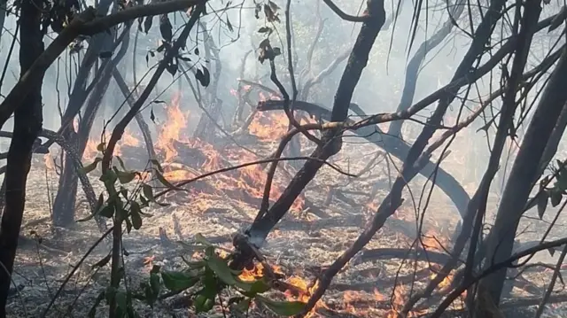 Balaa abiddaa Baalee aanaa Raayituu bosna hektaara 50 ol gube