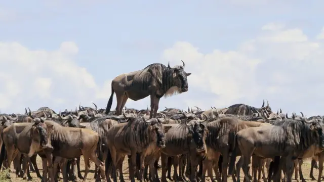 હરણની એક પ્રજાતિ.