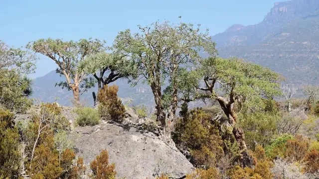 L'encens est une résine produite par différentes espèces d'arbres Boswellia, comme ces arbres B. sacra en Somaliland, classés comme quasi menacés 