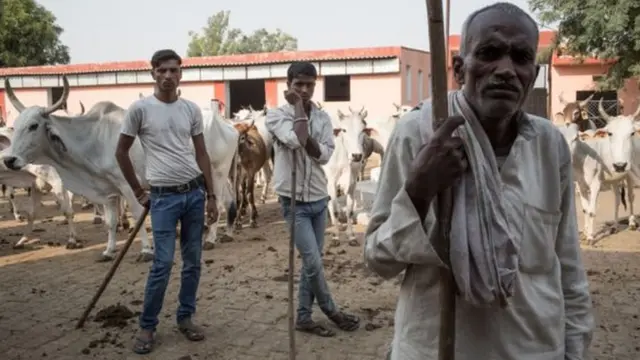 একটি গো-আশ্রয় কেন্দ্র