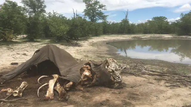 Mzoga wa tembo ukiwa ardhini