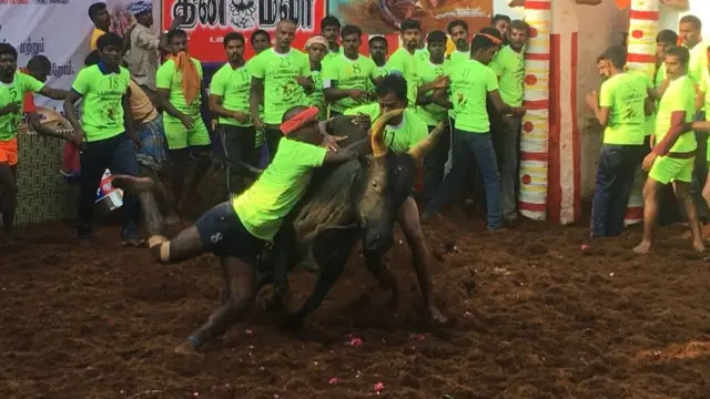 காளையின் திமிலை பிடித்து அடக்க முயலும் இரண்டு மாடுபிடி வீரர்கள்