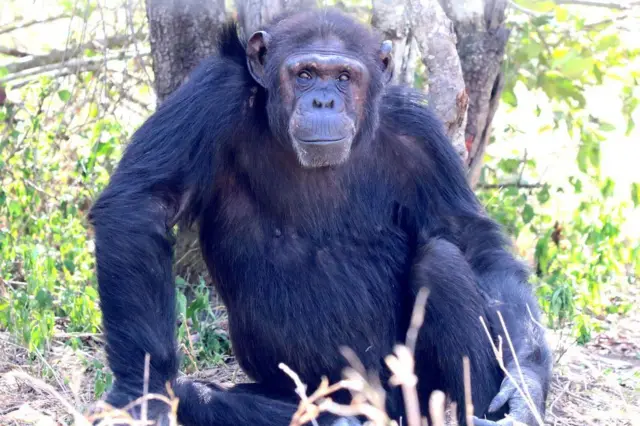 చింపాంజీలు, ఉగాండా