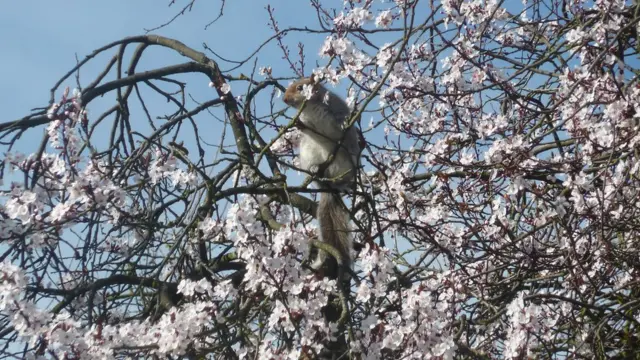 फूलों से भरे पेड़ पर बैठी एक गिलहरी.
