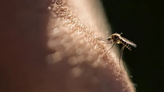 svrab, svrabež, češanje, komarac