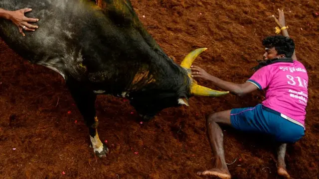 ஜல்லிக்கட்டு