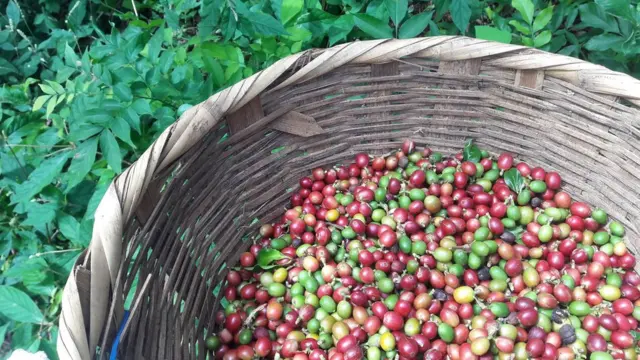 Разноцветные зерна. Иногда на плантациях собирают только желтые и красные зерна