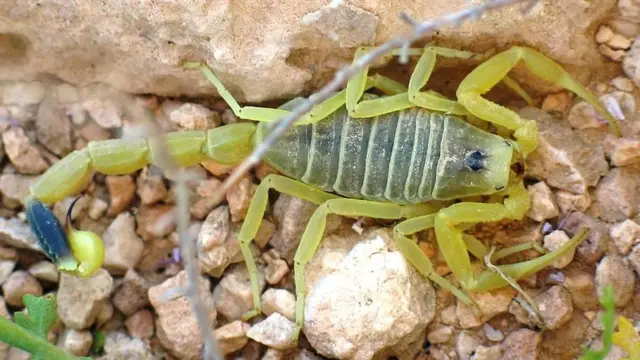 Escorpión "muerte acechante"