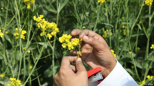 ਸਰੋਂ ਦੀ ਫਸਲ