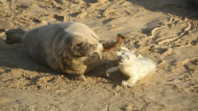 A newly born Grey Seal pup and its mother lying on the beach being playful with each other