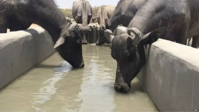 जलोय गावातील प्राणी