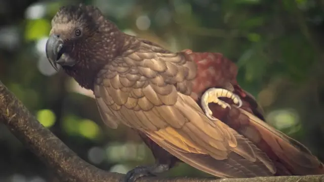 زيارة إلى المحمية التي وُضِعَت لها خطة تطوير لمدة 500 عام