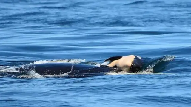 လူသတ်ဝေလမျိုး မိခင် ငါးမကြီးဟာ သားပေါက် အသေကောင်ကို ၁၇ ရက် ကြာ အတူ သယ်ဆောင်ခဲ့