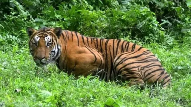 India inakadiriwa kuwa makazi ya 70% ya chui duniani