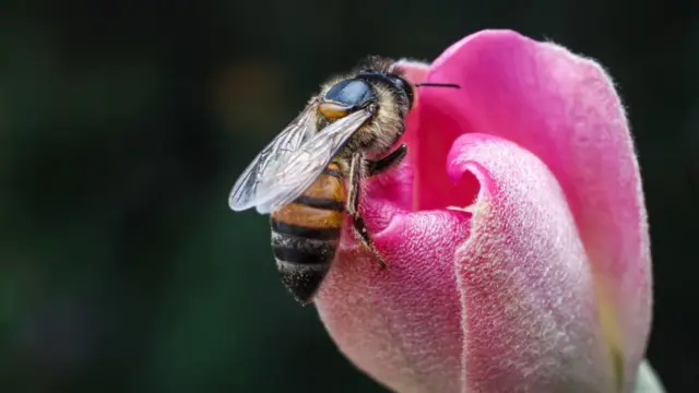 شہد، مکھی، شہد کی مکھی
