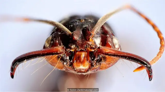 Semut rahang (Odontomachus sp.)