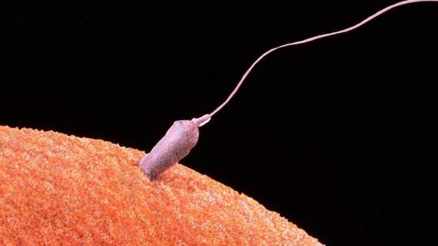 Полезно ли женщинам глотать мужскую сперму?