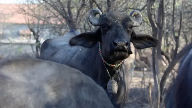 ભેંસની તસવીર