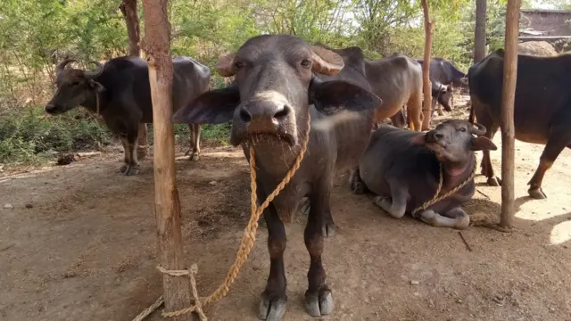 పశువులు