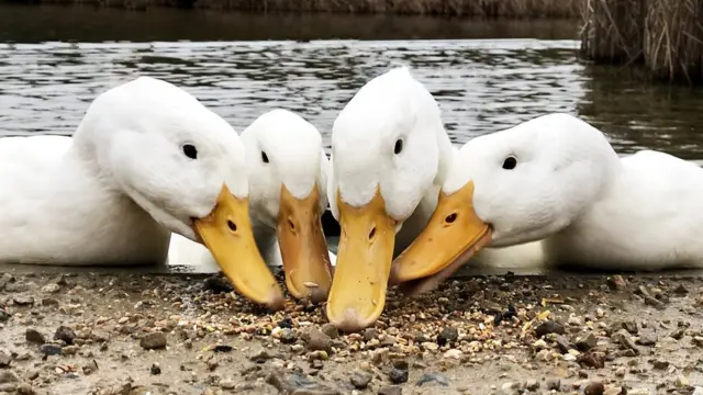 Кормящиеся утки