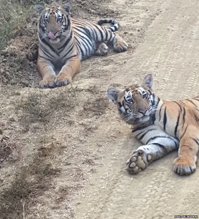 वाघाचे बछडे