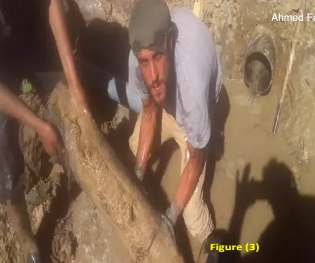 கோனோகார்பஸ் மரம்