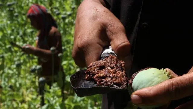 আফগানিস্তানের নানগরহার প্রদেশে পপি থেকে আফিম বের করছে একজন কৃষক