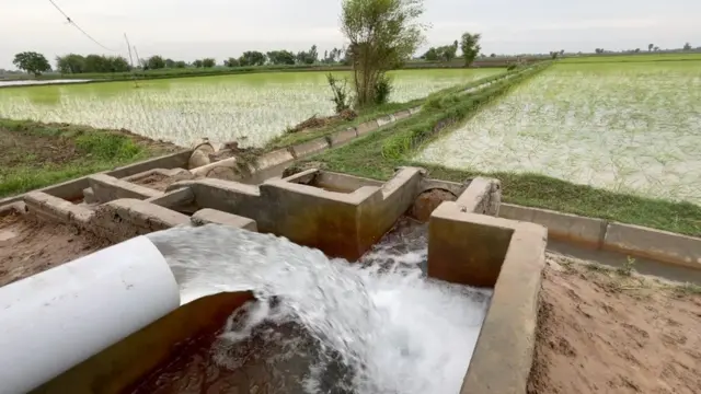 پنجاب، زراعت