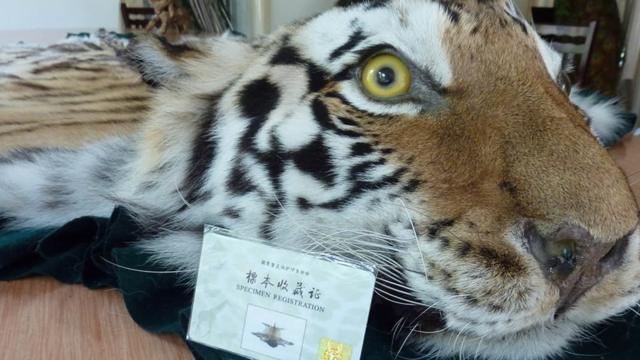 Tiger skin rug alongside a government permit offered at Xiafeng Animal Taxidermy in An Hui of China