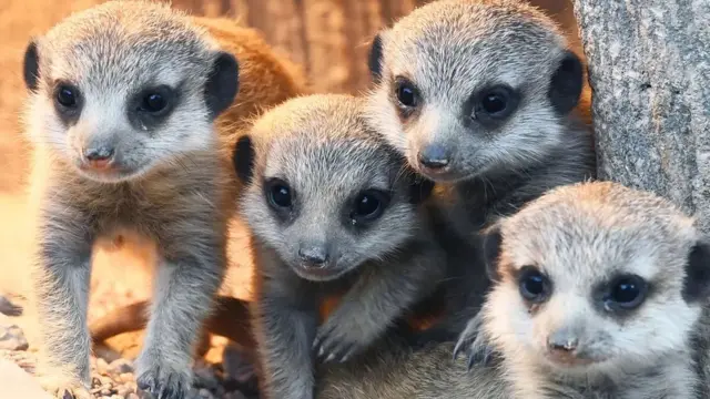 மீர்கட்