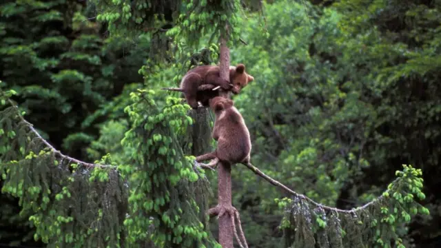 Mladunci mrkog medveda igraju se na srebrnoj jeli u Trentinu, u Italiji