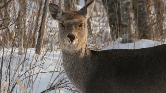 Deerada ayaa jecel maadaada birta ah oo ay leefsato
