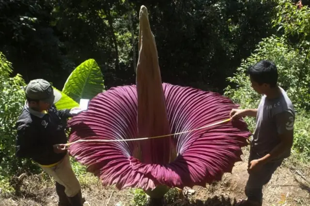 આ પ્લાન્ટ પાસે જંતુઓને આકર્ષવા માટે એક અન્ય યુક્તિ પણ હોય છે. તે ગરમી ફેલાવે છે