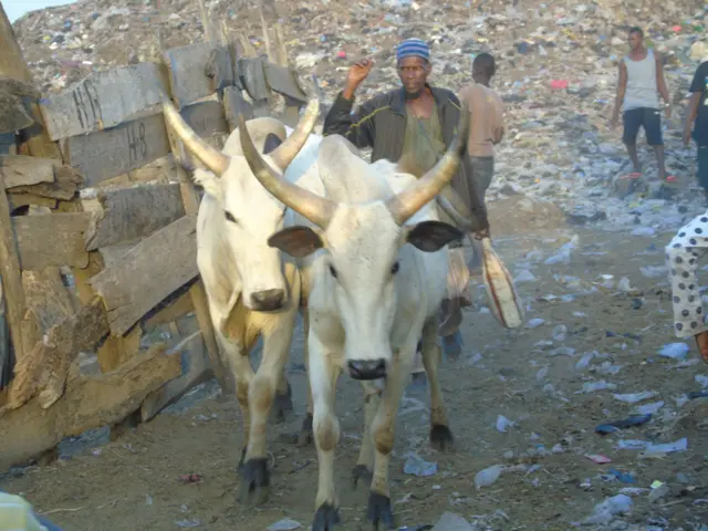 Benue Anti-grazing law