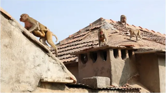 తెలంగాణ జిల్లాల్లో కోతలు బెడదతో స్థానికులకు నిద్ర కూడా కరువవుతోంది.