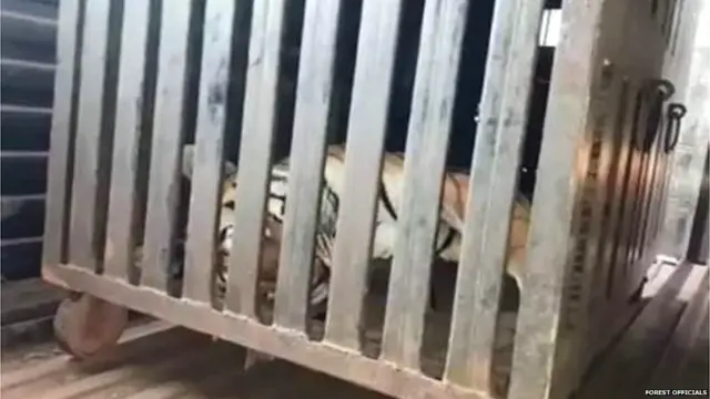 वाघिणीचा मृतदेह नागपुरात आणण्यात आला .