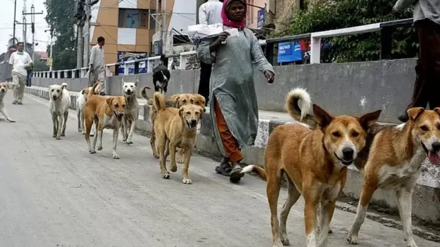 भटके कुत्रे, प्राणी, हल्ले, गुन्हा