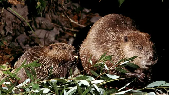 Измены постоянному партнеру иногда могут иметь свои преимущества