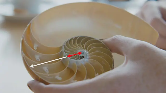 Midiendo las cámaras de la concha de nautilo