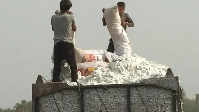 Пахтани ким теради?