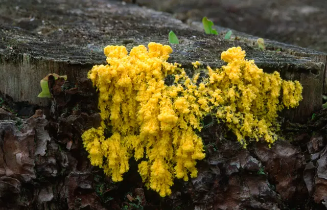 Physarum polycephalumbet365 ganhar 200 reaisuma árvorebet365 ganhar 200 reaisuma florestabet365 ganhar 200 reaisNorfolk