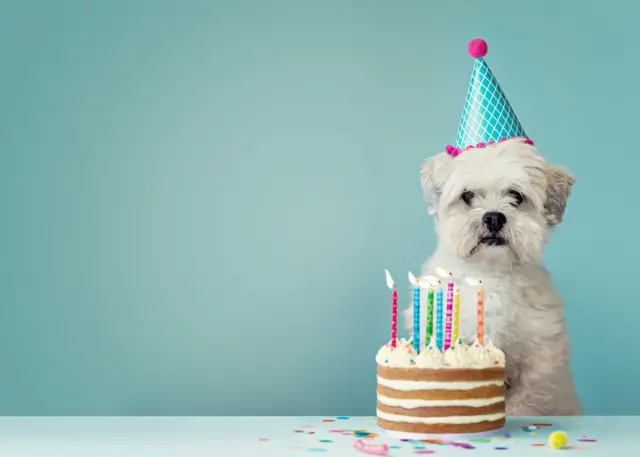 Little white dog with a birthday cake - turquoise background