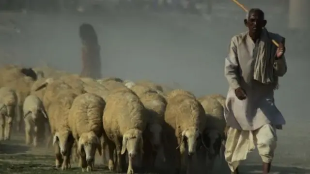 शेळी, कोरोना