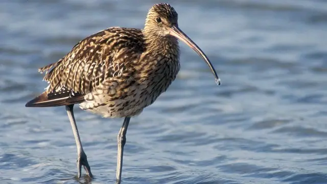 Кульон великий